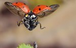 ladybug-ladybird-macro-flying-wings-insect-animal-small-beetles-1440x900.jpg